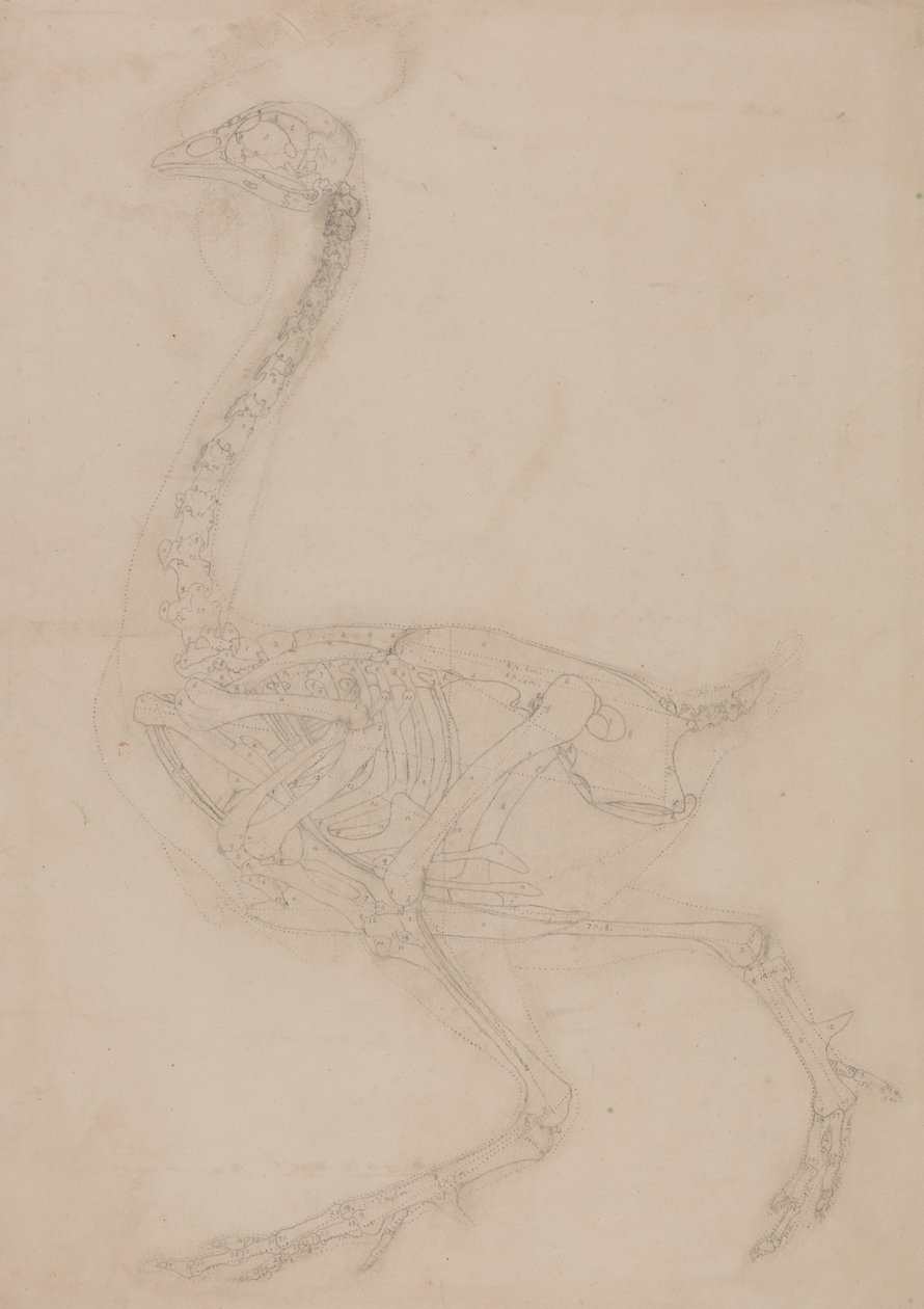 Esposizione anatomica comparativa della struttura del corpo umano con quella di una tigre e di un co... da George Stubbs