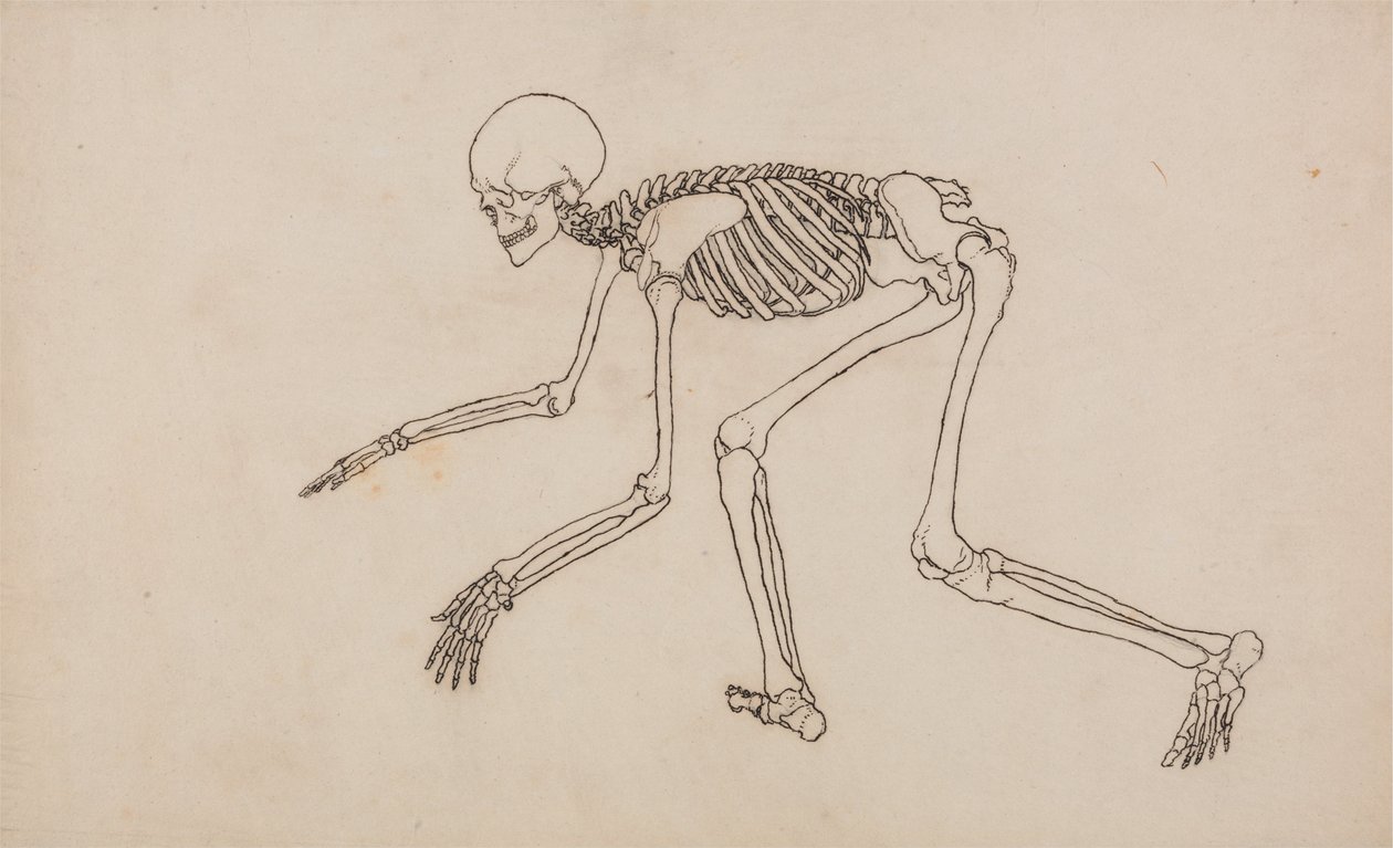 Esposizione anatomica comparativa della struttura del corpo umano con quella di una tigre e un co... da George Stubbs