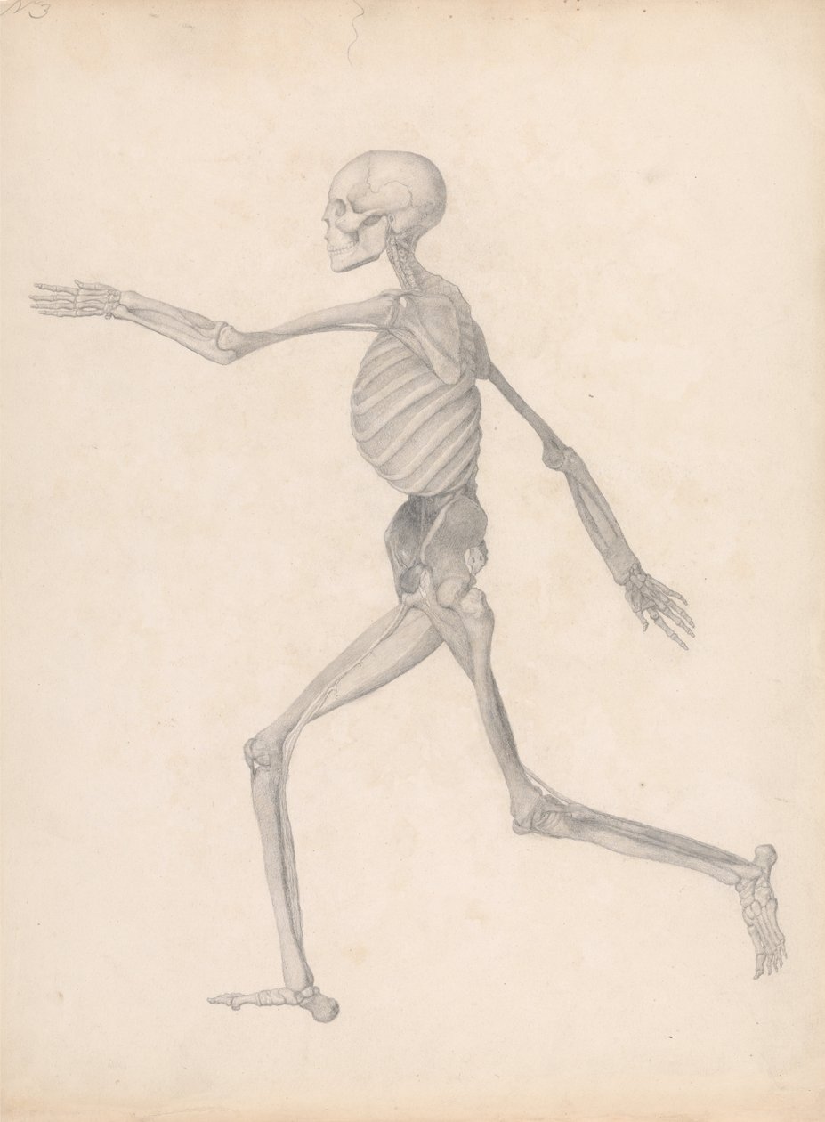Esposizione anatomica comparativa della struttura del corpo umano con quella di una tigre e un co... da George Stubbs