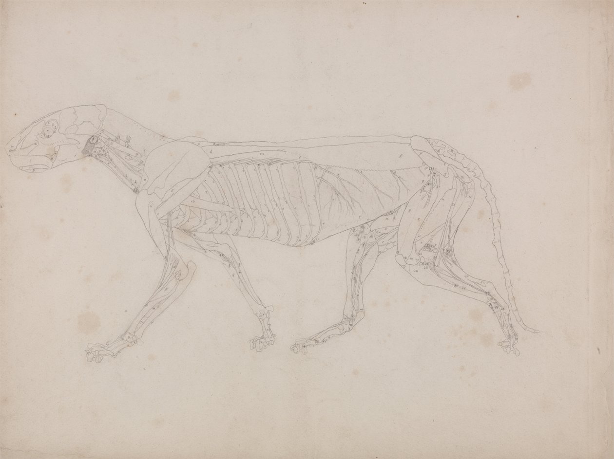 Esposizione anatomica comparativa della struttura del corpo umano con quella di una tigre e di un co... da George Stubbs