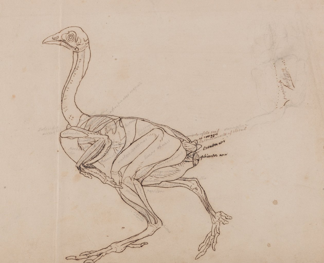 Esposizione anatomica comparativa della struttura del corpo umano con quella di una tigre e di un co... da George Stubbs