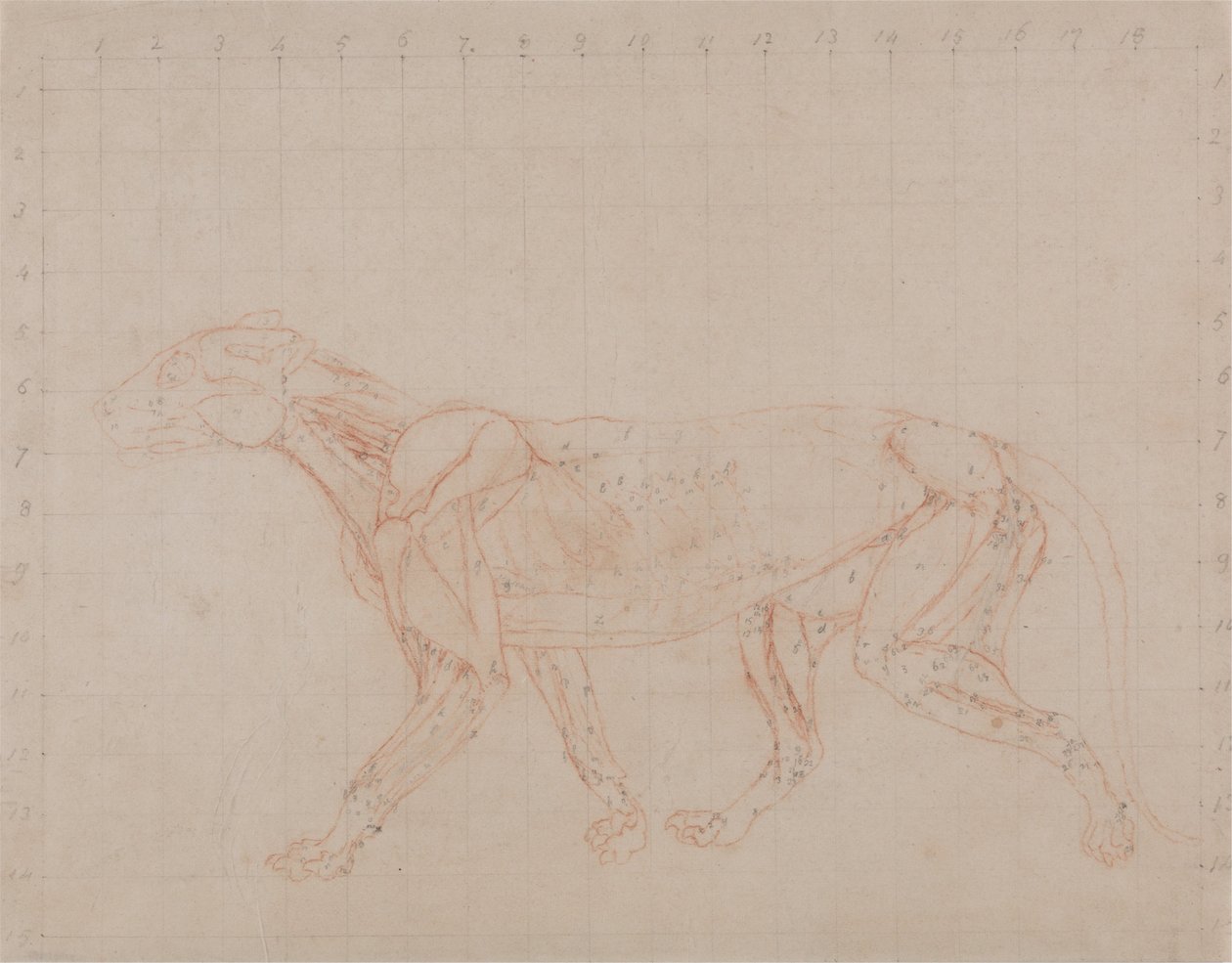 Esposizione anatomica comparativa della struttura del corpo umano con quella di una tigre e un co... da George Stubbs