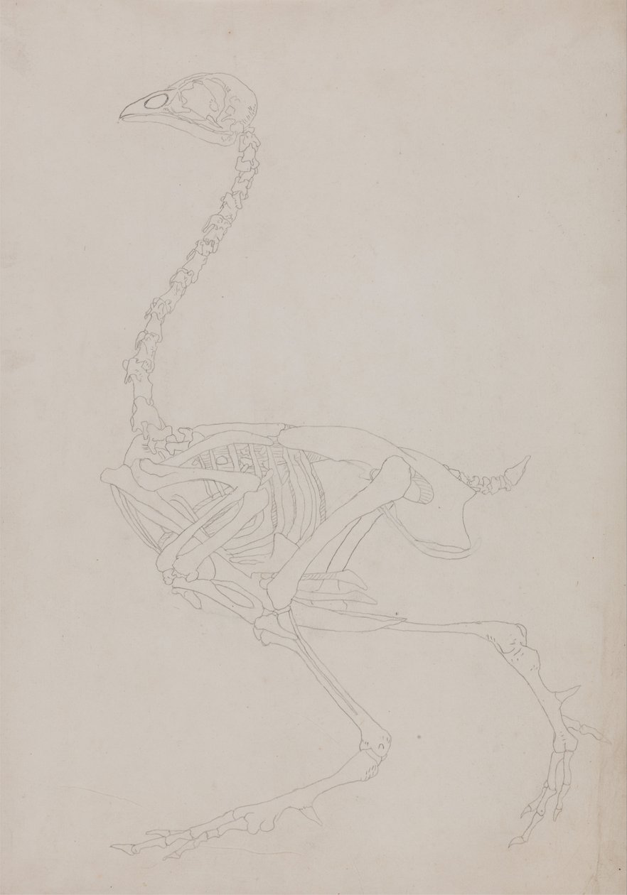 Esposizione Anatomica Comparativa della Struttura del Corpo Umano con quella di una Tigre e di un Co... da George Stubbs