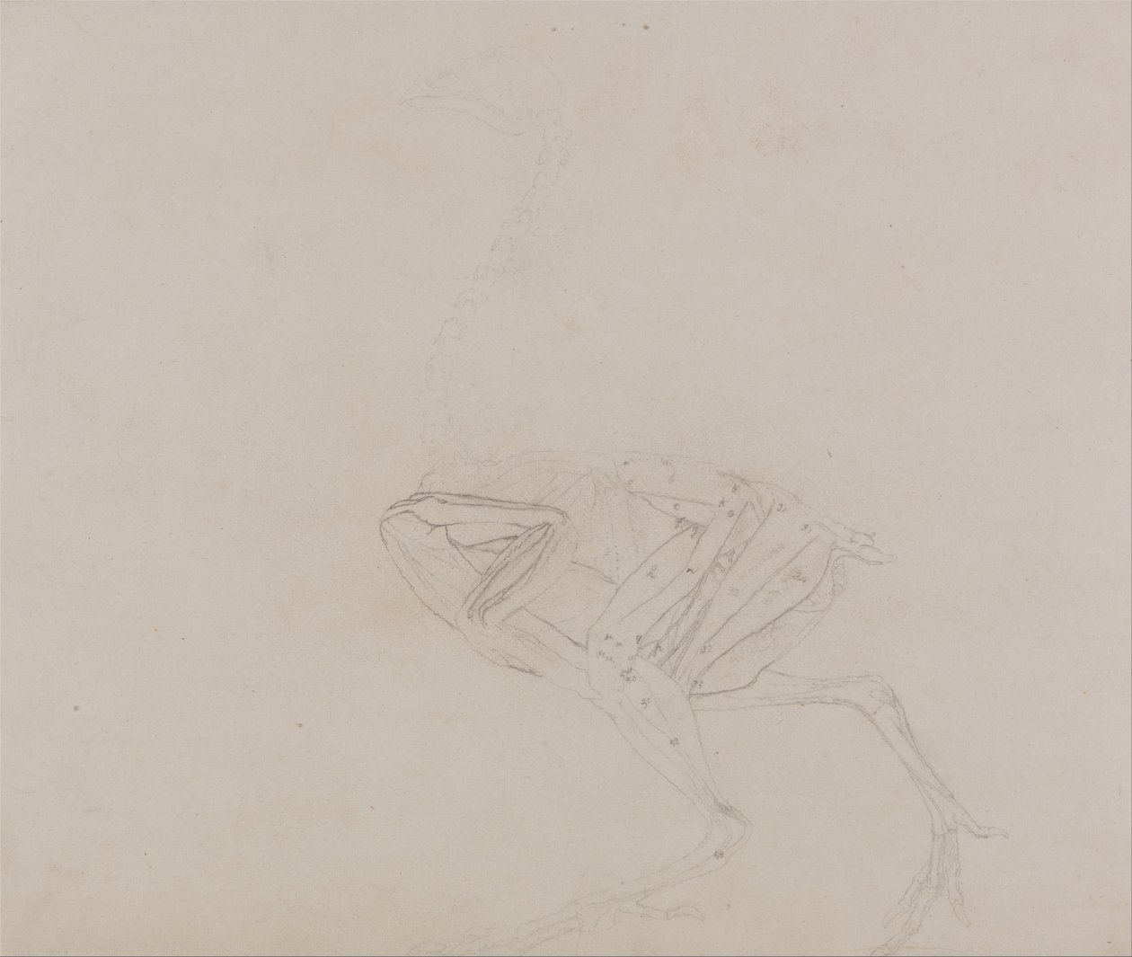 Esposizione anatomica comparativa della struttura del corpo umano con quella di una tigre e di un co... da George Stubbs