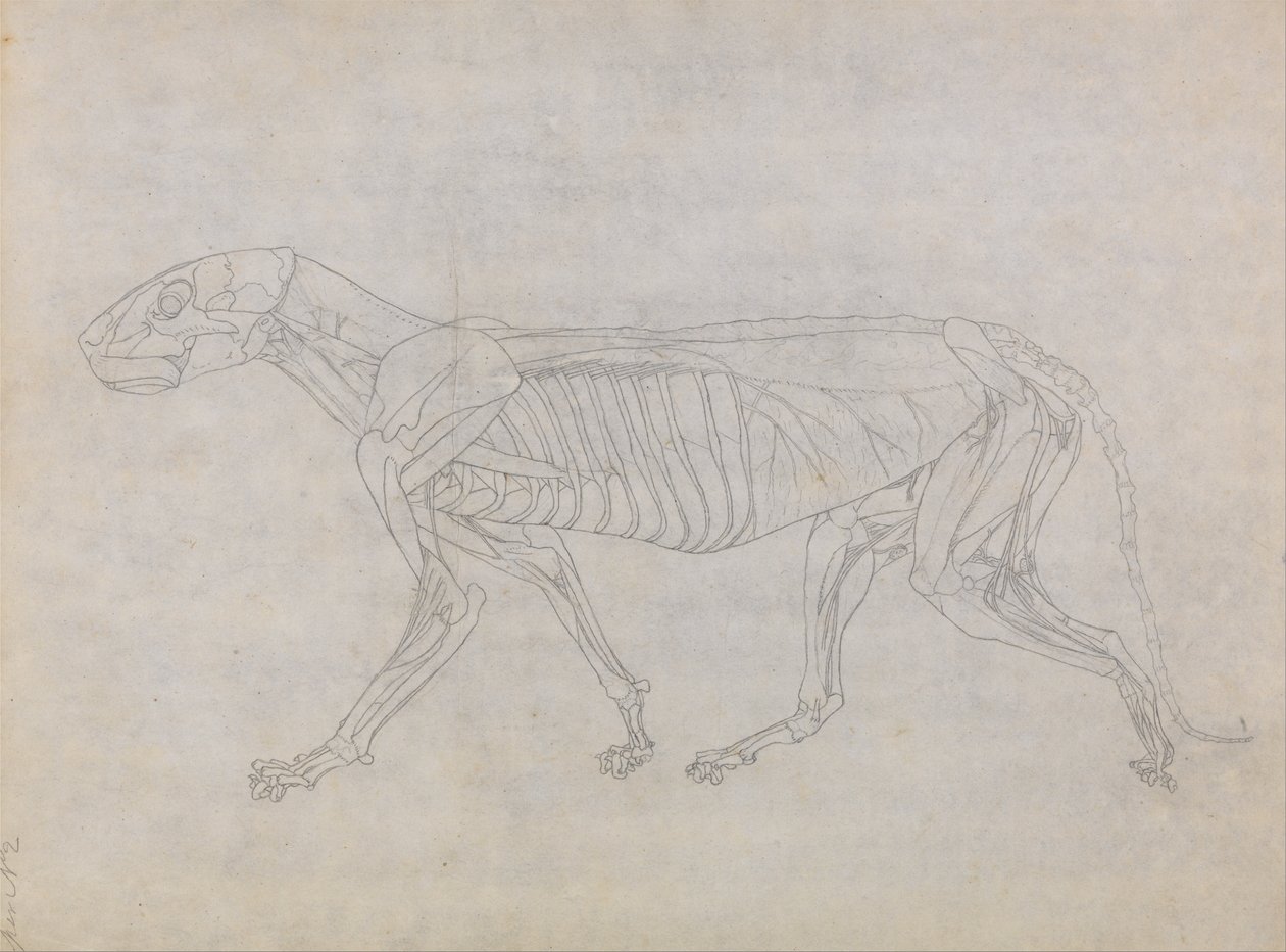 Esposizione anatomica comparativa della struttura del corpo umano con quella di una tigre e di un co... da George Stubbs