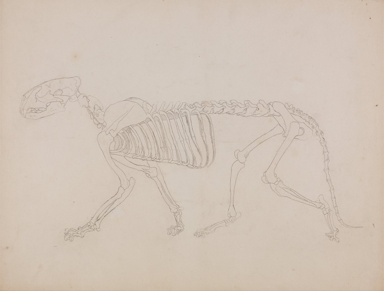 Esposizione anatomica comparativa della struttura del corpo umano con quella di una tigre e di un co... da George Stubbs