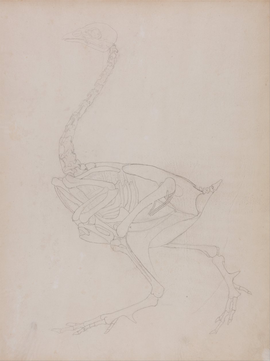 Esposizione Anatomica Comparativa della Struttura del Corpo Umano con quella di una Tigre e un Co... da George Stubbs
