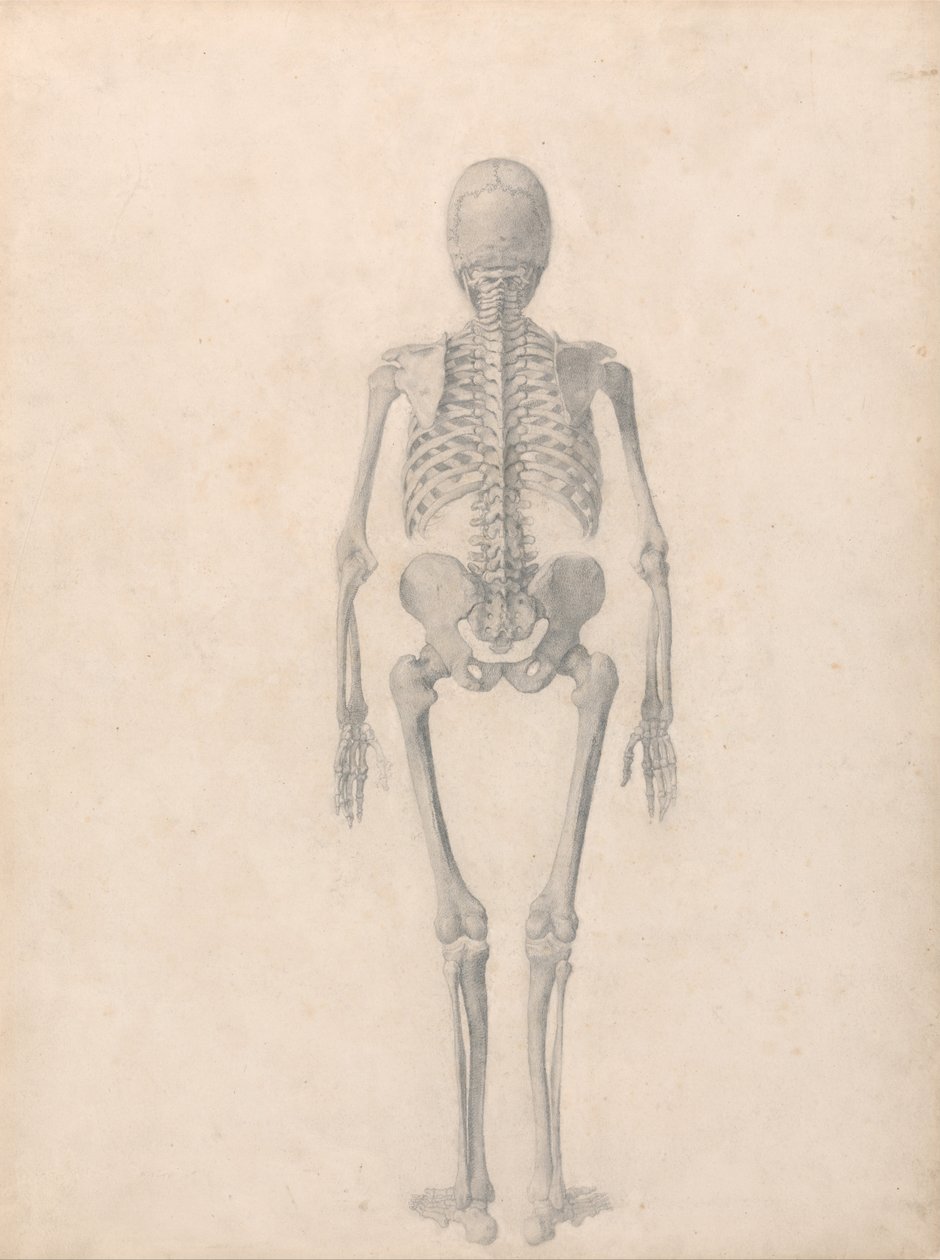Esposizione anatomica comparativa della struttura del corpo umano con quella di una tigre e di un co... da George Stubbs