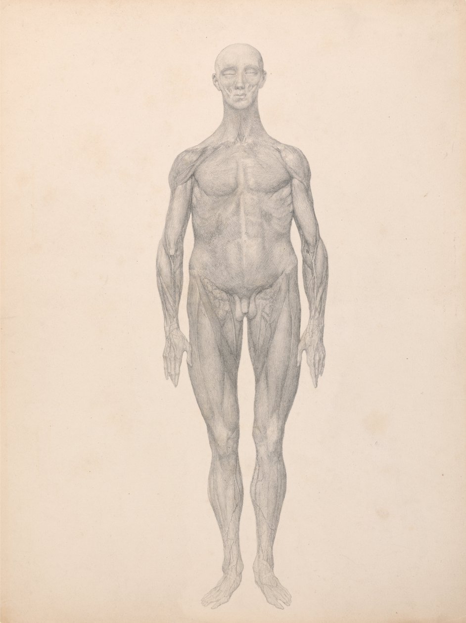 Esposizione anatomica comparativa della struttura del corpo umano con quella di una tigre e di una mucca da George Stubbs