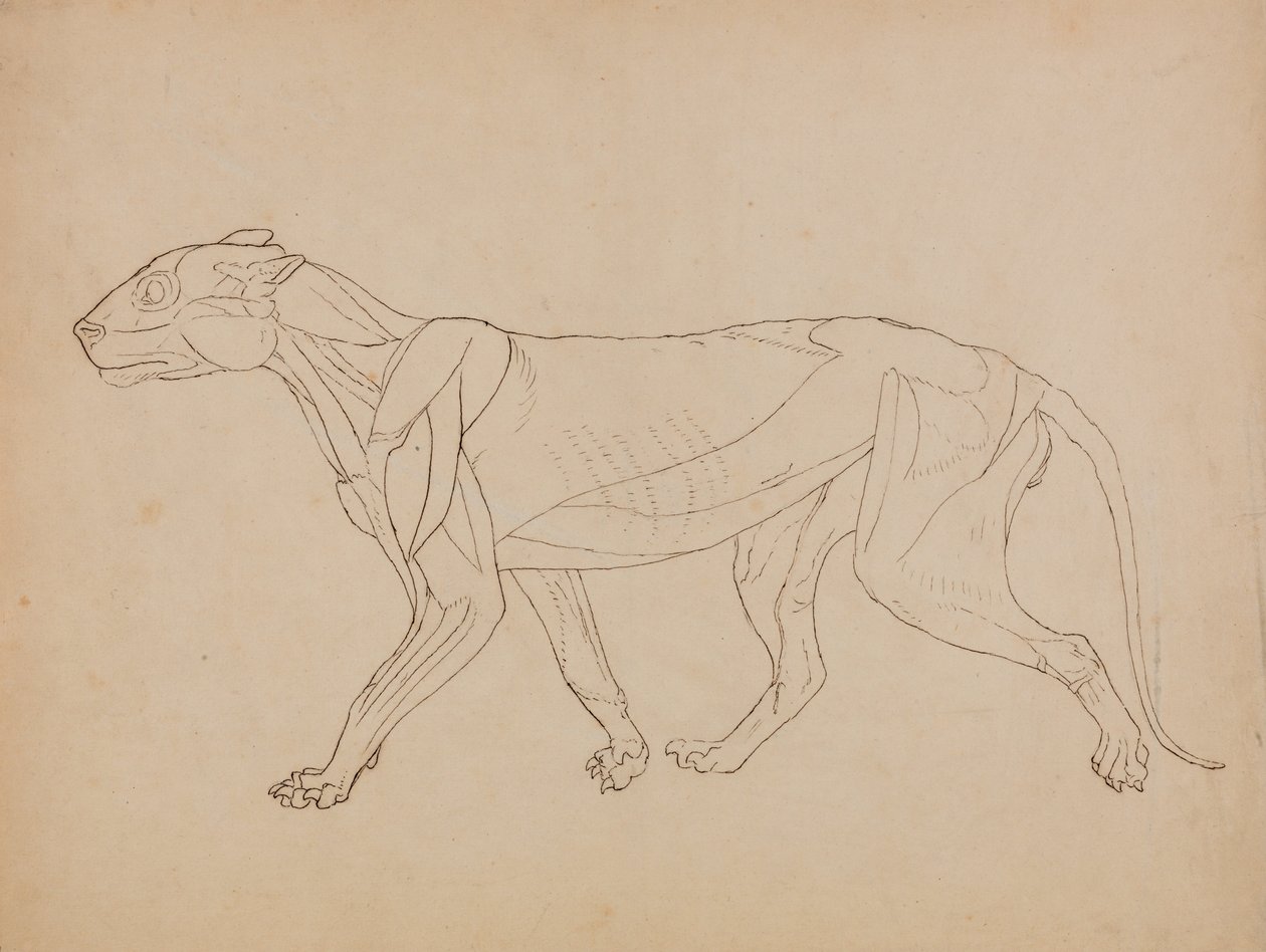 Esposizione anatomica comparativa della struttura del corpo umano con quella di una tigre e di un co... da George Stubbs