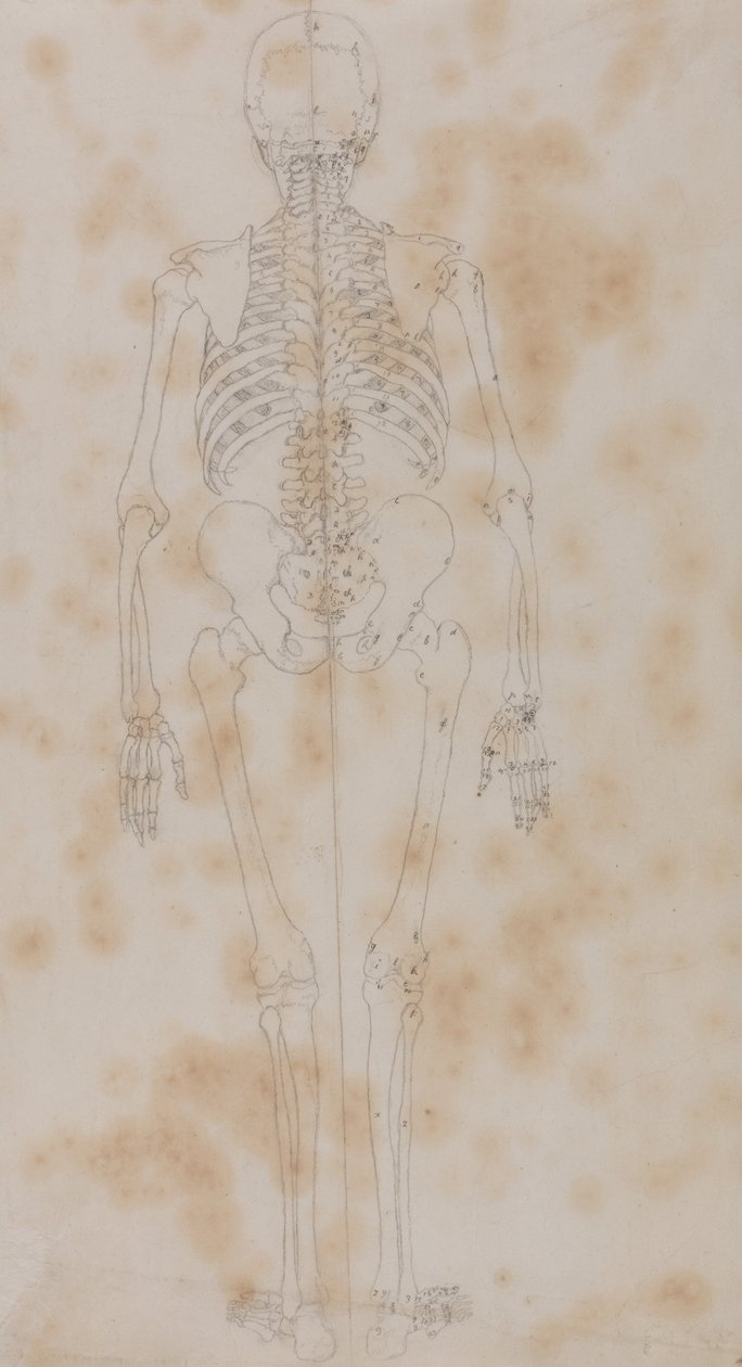 Esposizione anatomica comparativa della struttura del corpo umano con quella di una tigre e di un co... da George Stubbs