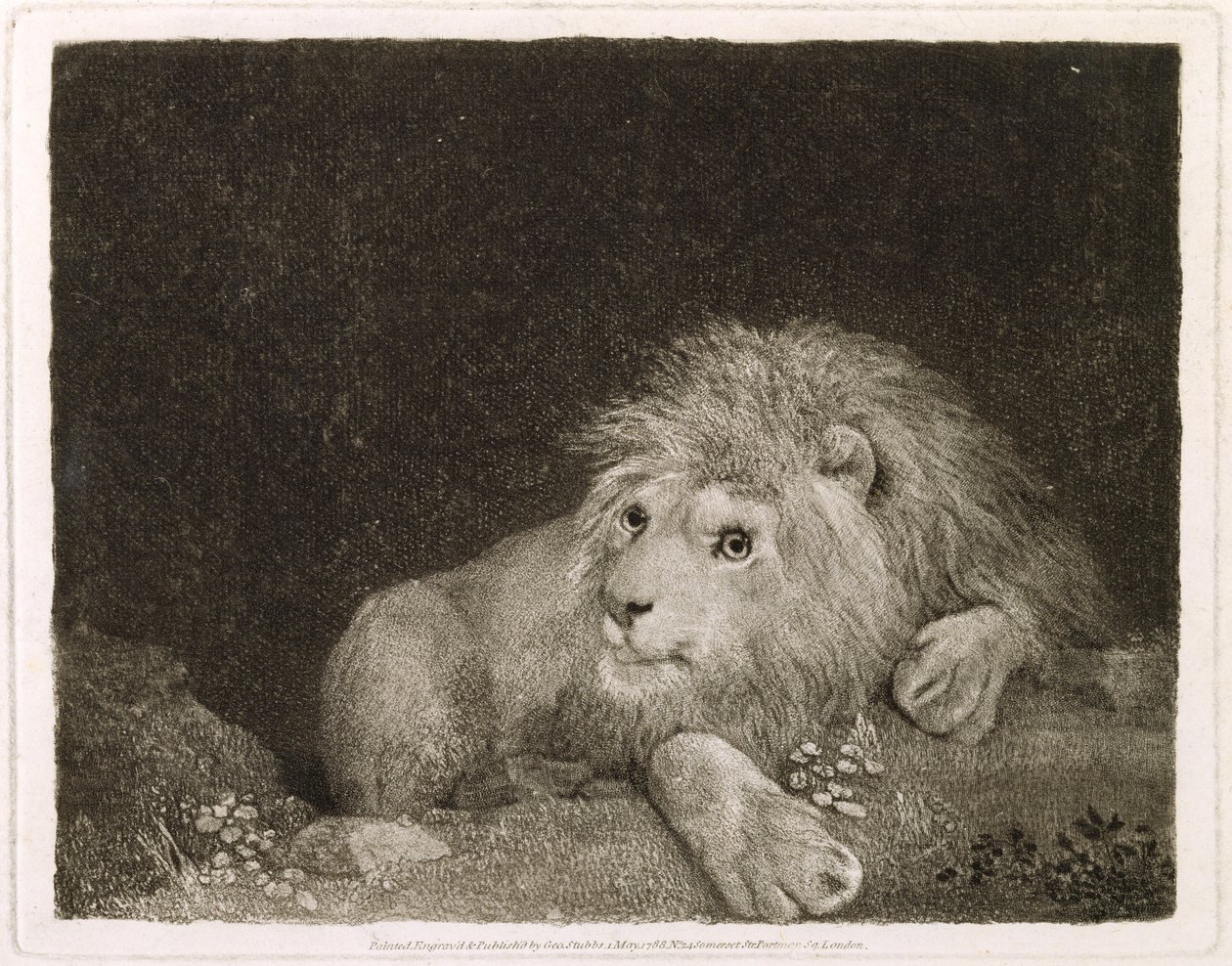 Un leone (Un leone sdraiato) inciso dall