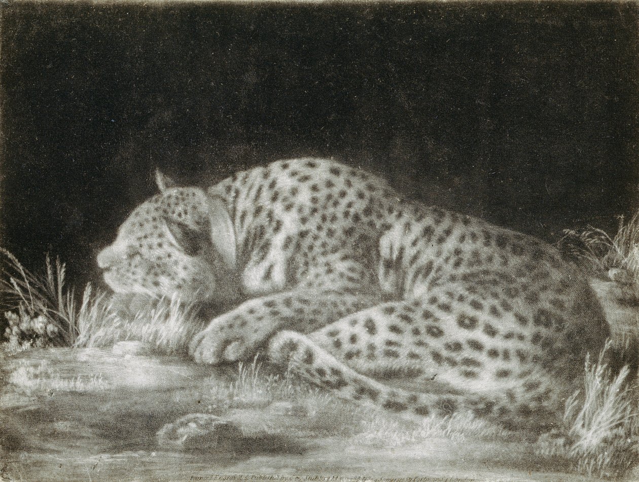 Una tigre (un ghepardo addormentato) da George Stubbs