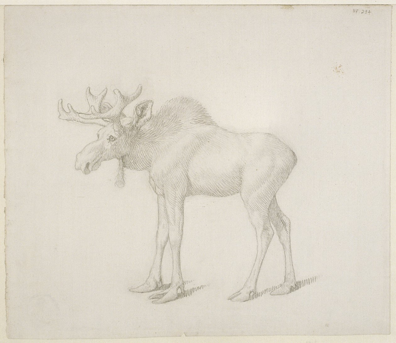 Disegno del secondo alce del Duca di Richmond da George Stubbs