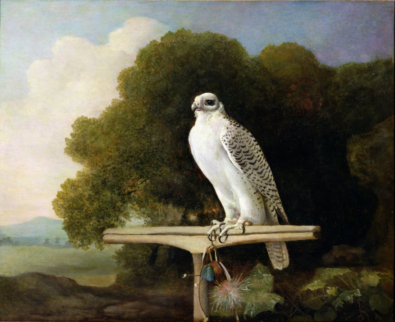 Falco della Groenlandia (Falco grigio), 1780 da George Stubbs