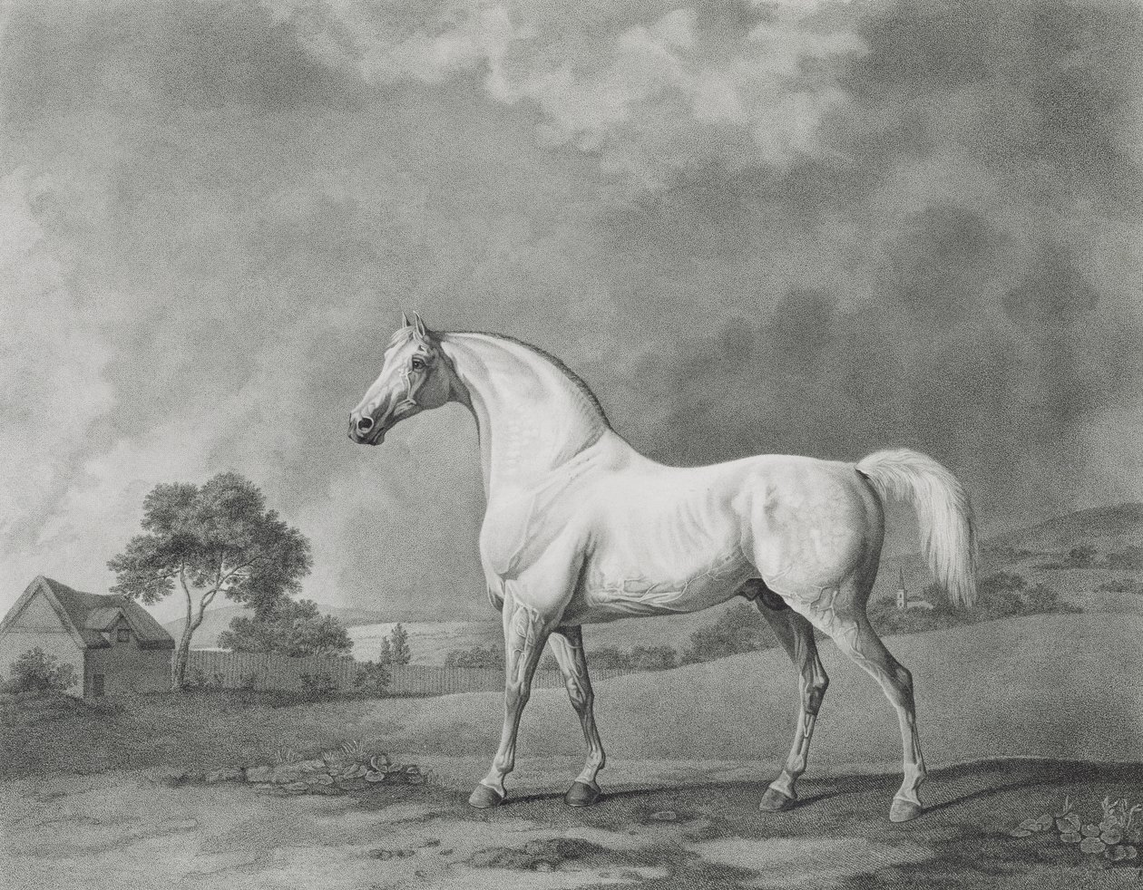 Mambrino, inciso da George Townley Stubbs, pub. 1794 da George Stubbs
