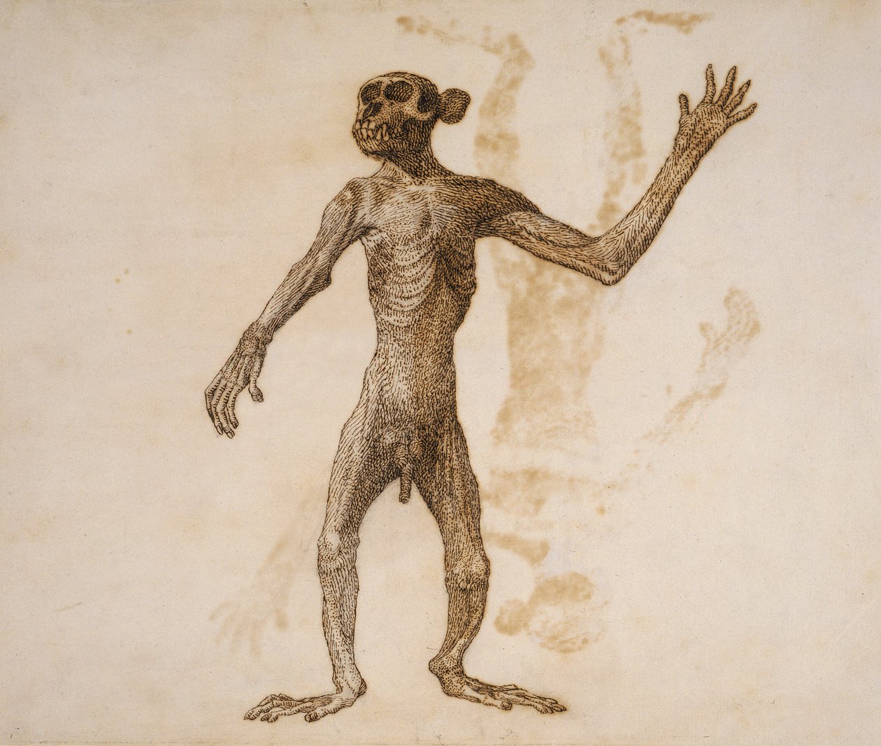 Scimmia in piedi, vista anteriore da George Stubbs