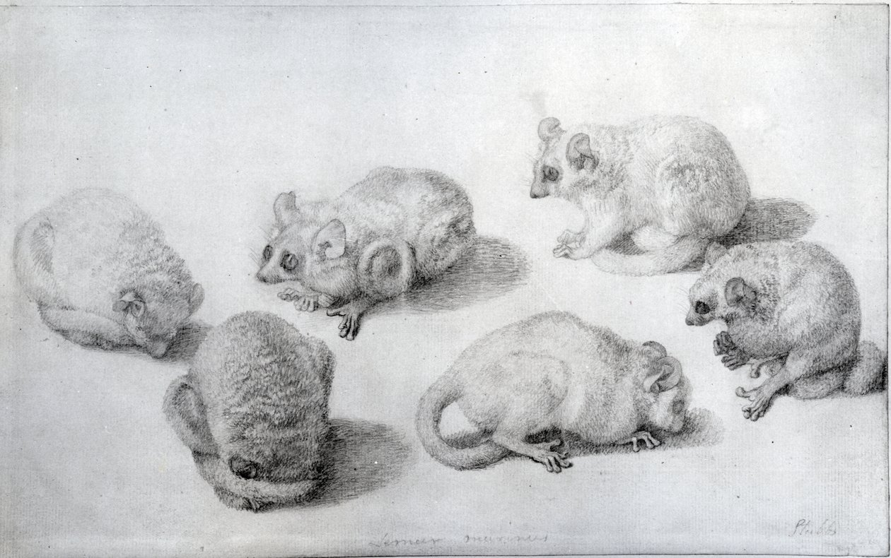 Studi di un lemure, 1773 (grafite su carta) da George Stubbs