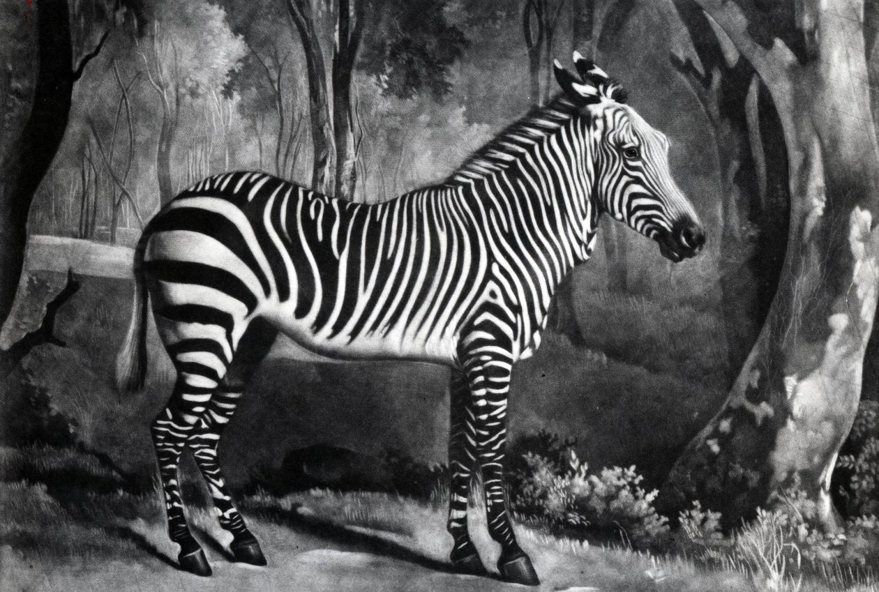 La Sebra, o asino selvatico, inciso da George Townley Stubbs, 1771 da George Stubbs