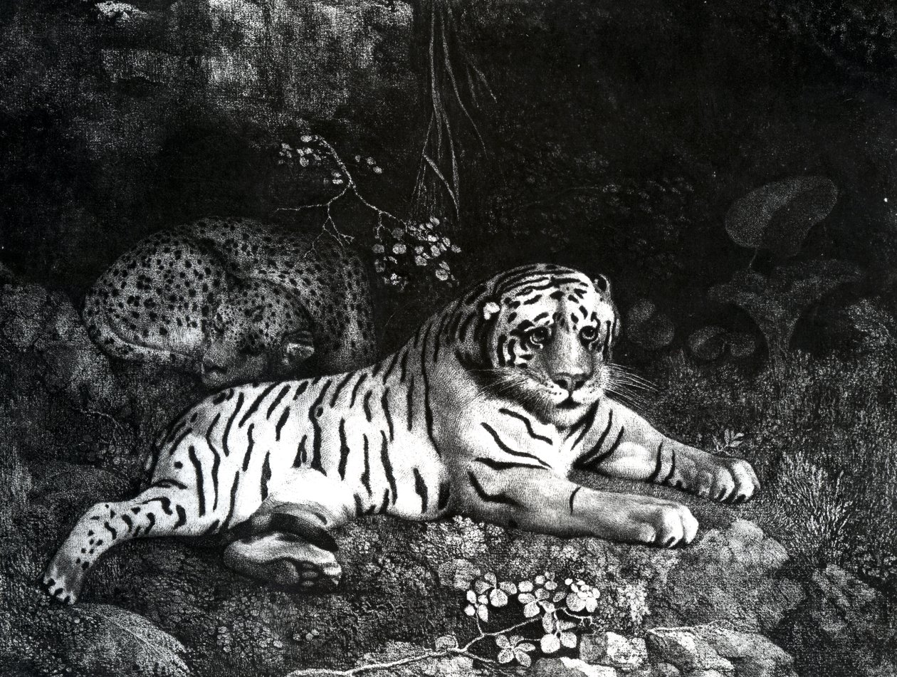 Due tigri, 1788 da George Stubbs