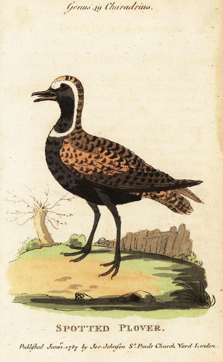 Piviere dorato americano o piviere maculato, Pluvialis dominica da George (after) Edwards