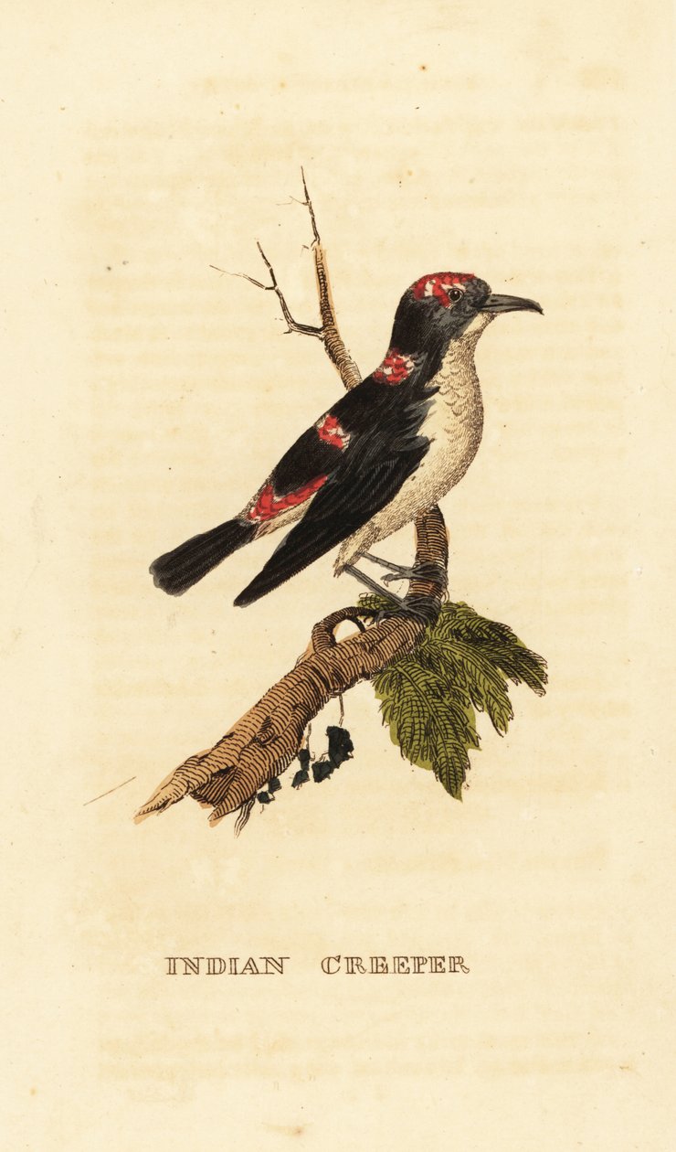 Rampichino americano o rampichino bruno, Certhia americana da George (after) Edwards