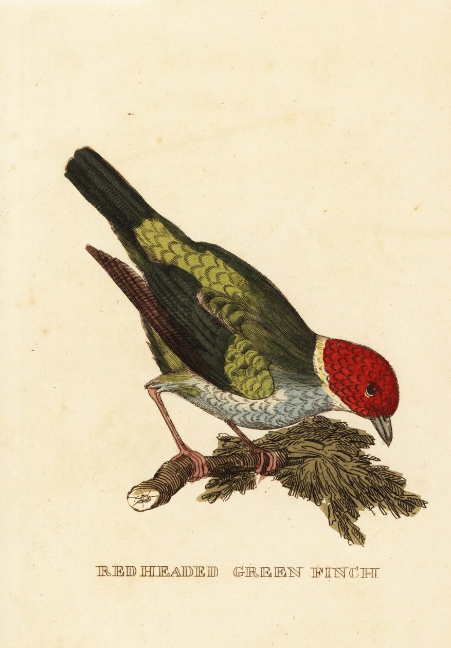 Tangara testacastana, Tangara gyrola da George (after) Edwards