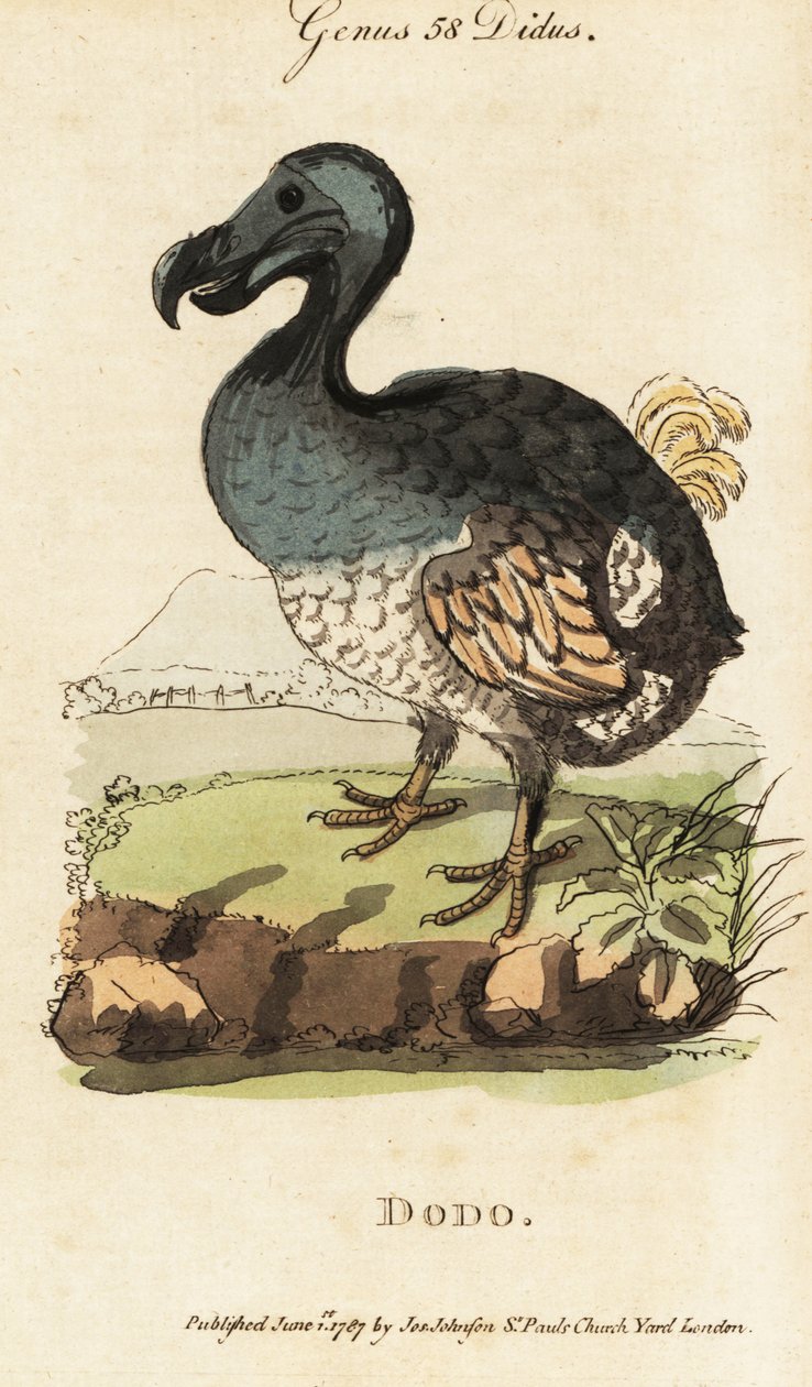 Dodo estinto, Raphus cucullatus (Didus ineptus) da George (after) Edwards