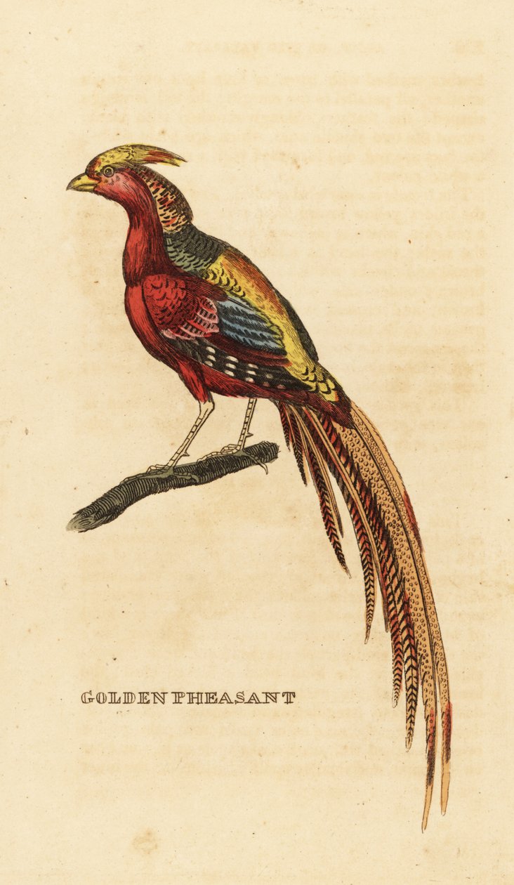 Fagiano dorato, Chrysolophus pictus da George (after) Edwards