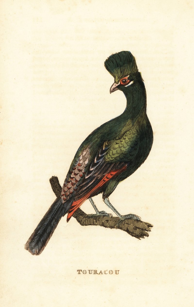 Turaco della Guinea o turaco verde, Tauraco persa da George (after) Edwards