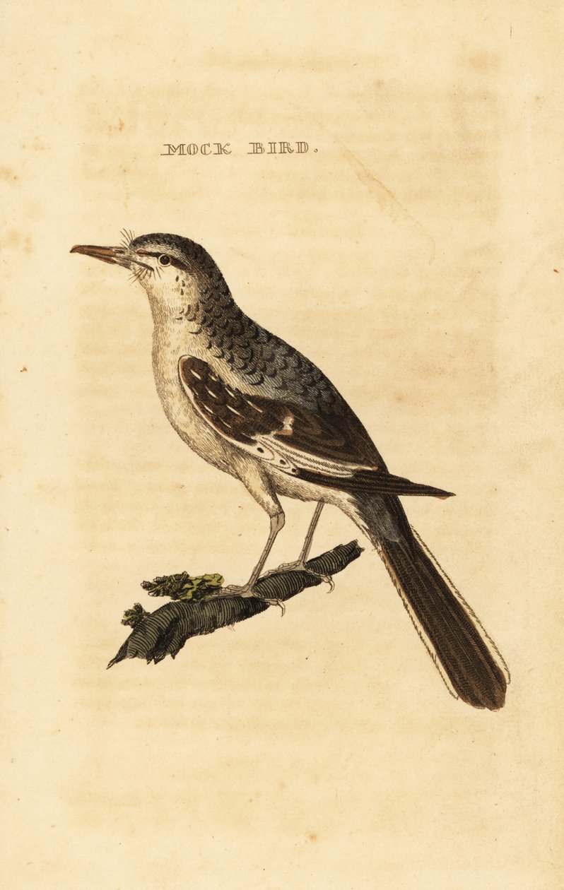 Mimo settentrionale, Mimus polyglottos da George (after) Edwards