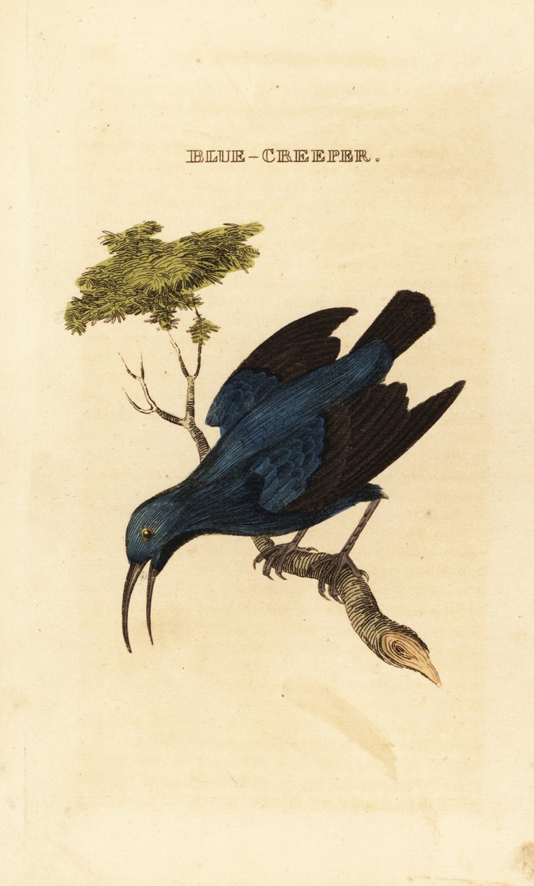 Miele viola, Cyanerpes caeruleus da George (after) Edwards