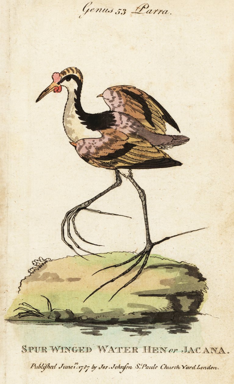 Jacana crestato, Jacana jacana da George (after) Edwards