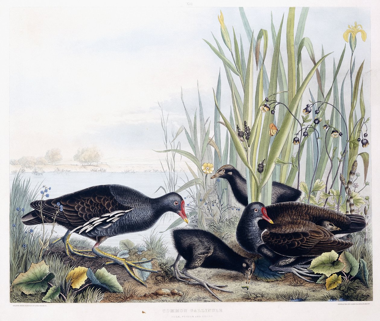 Gallinella Comune (Moorhen)(Maschio, femmina e giovane), c.1841 da George (after) Shield
