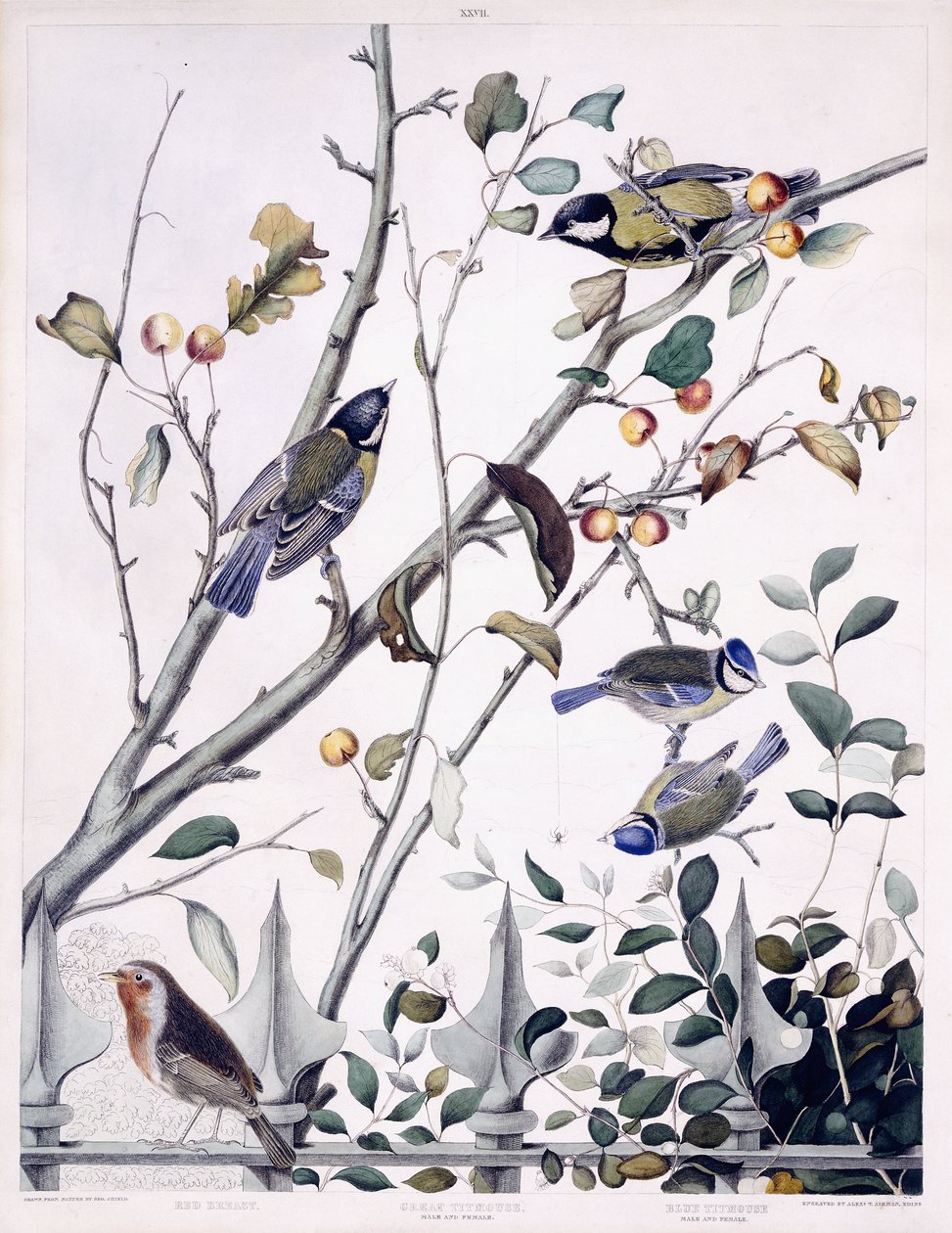Pettirosso, Cinciallegra (Maschio e Femmina) e Cinciarella (Maschio e Femmina), c.1841 da George (after) Shield