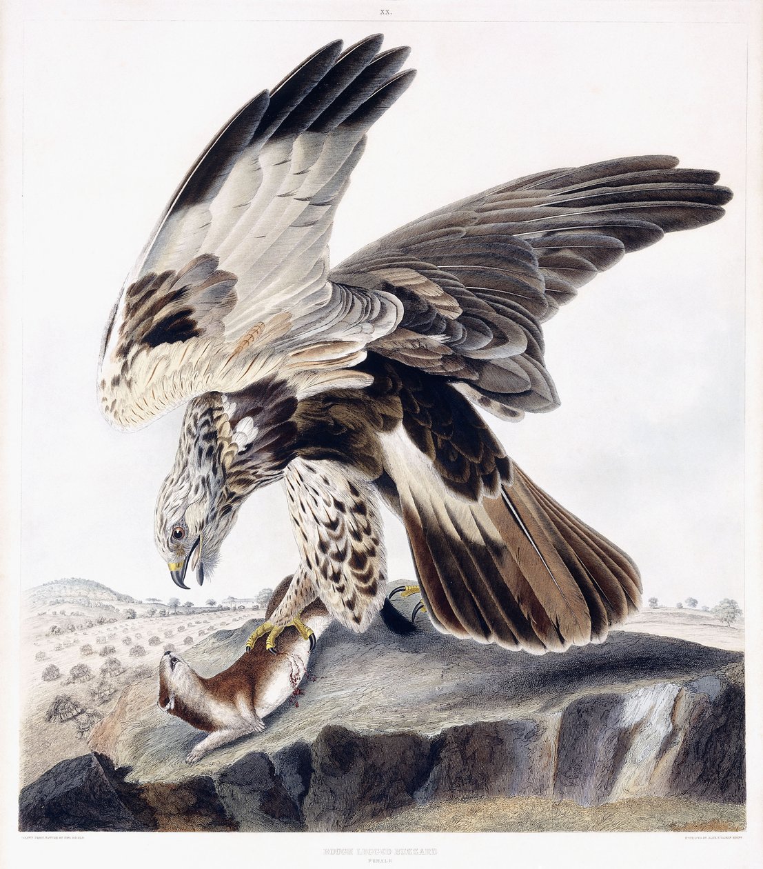 Poiana zampe grosse (femmina), c.1841 (incisione colorata a mano) da George (after) Shield