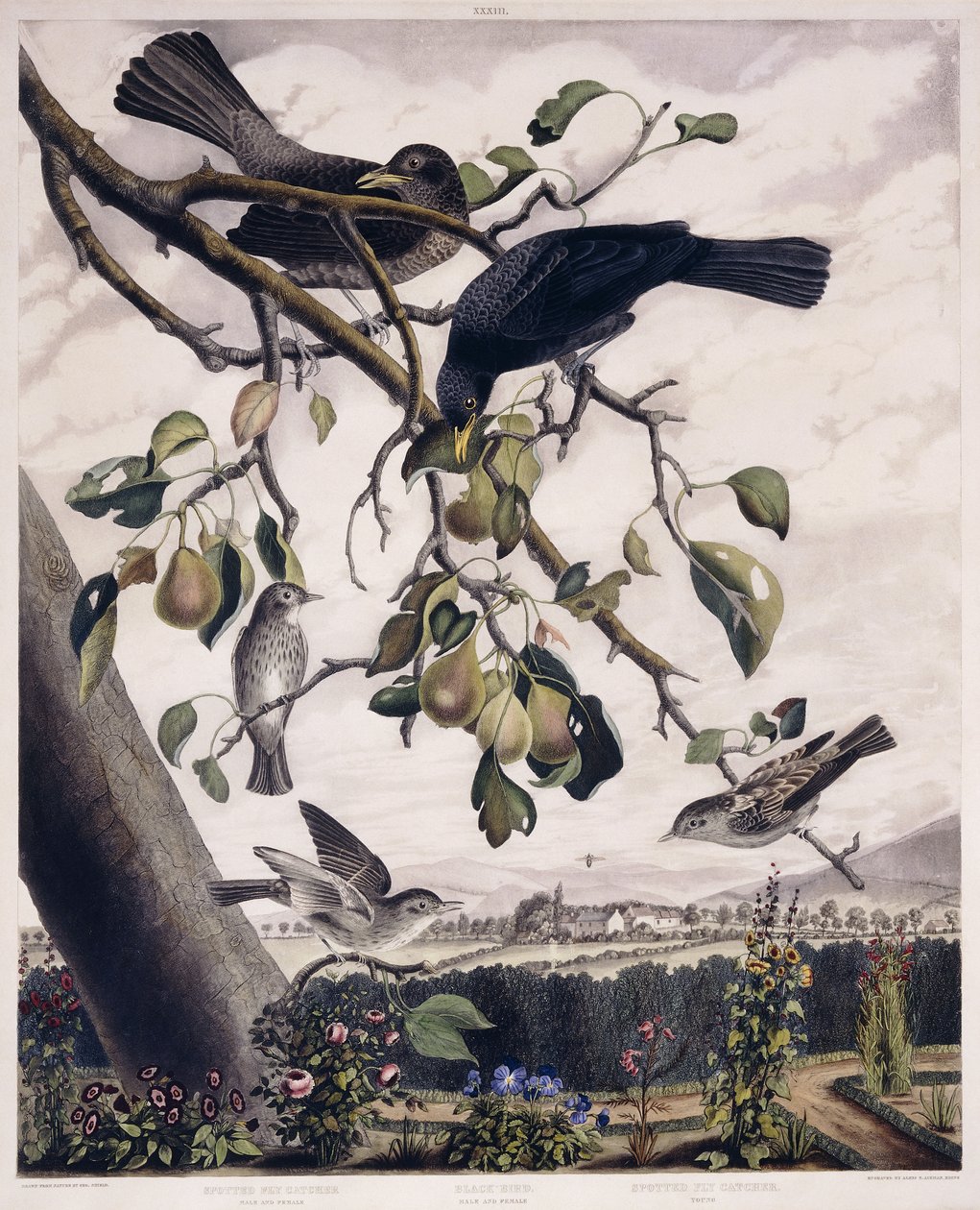 Pigliamosche Maculato (Maschio e Femmina), Merlo (Maschio e Femmina) e Pigliamosche Maculato (Giovane), c.1841 da George (after) Shield