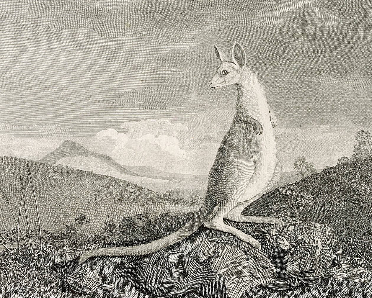 Un animale trovato sulla costa della Nuova Olanda, chiamato Kanguroo, c.1773 (incisione, acquaforte) da George (after) Stubbs