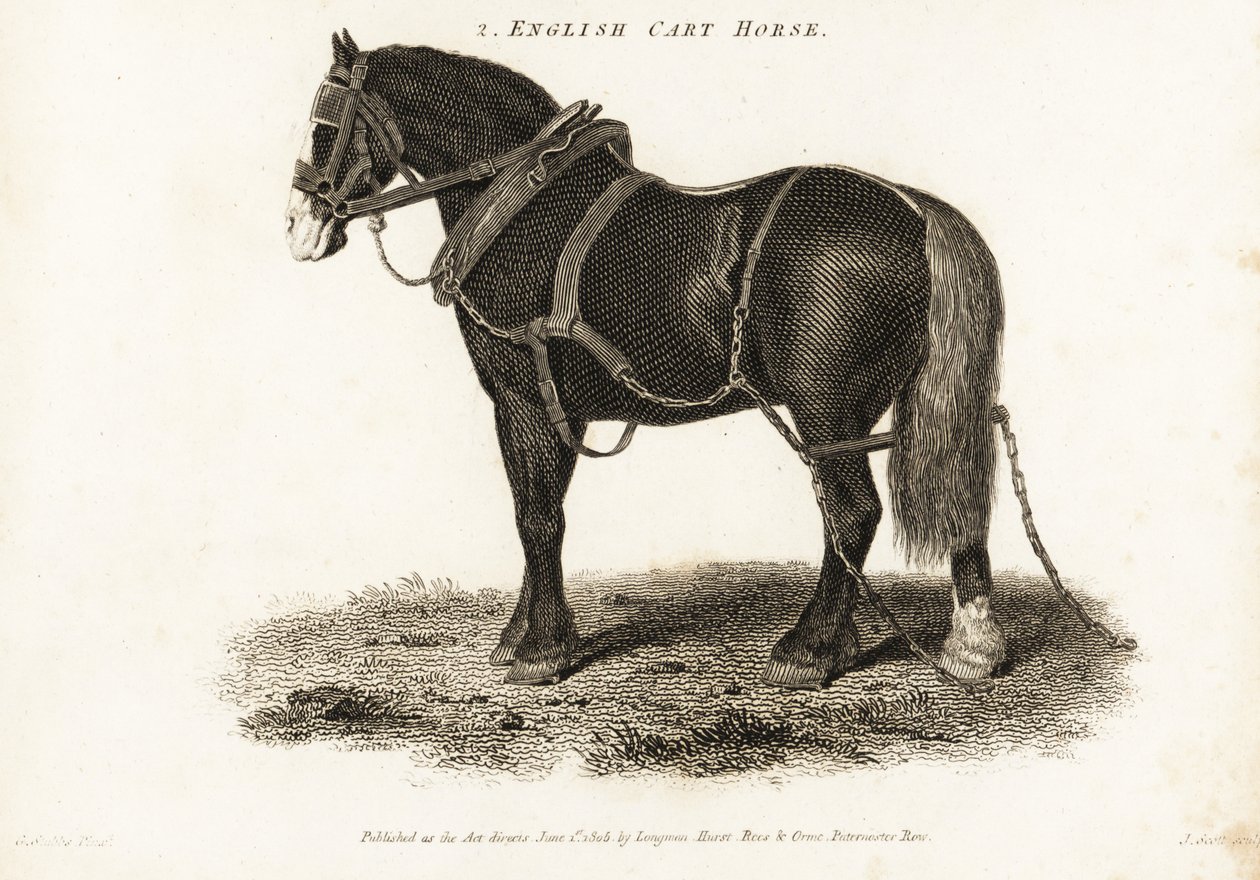 Cavallo da tiro inglese o Shire da George (after) Stubbs