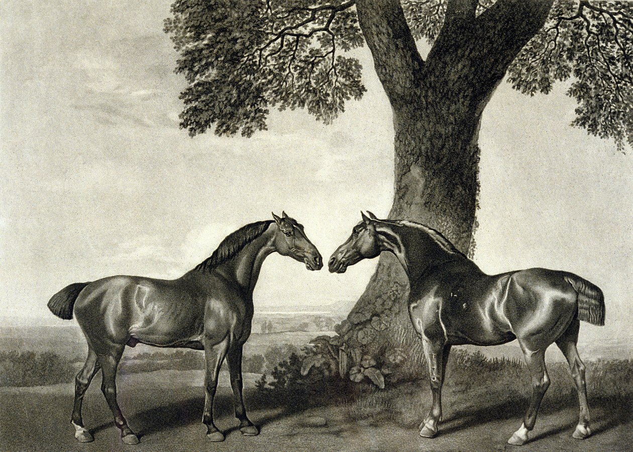 Due cavalli da caccia (inciso da G.T. Stubbs) da George (after) Stubbs