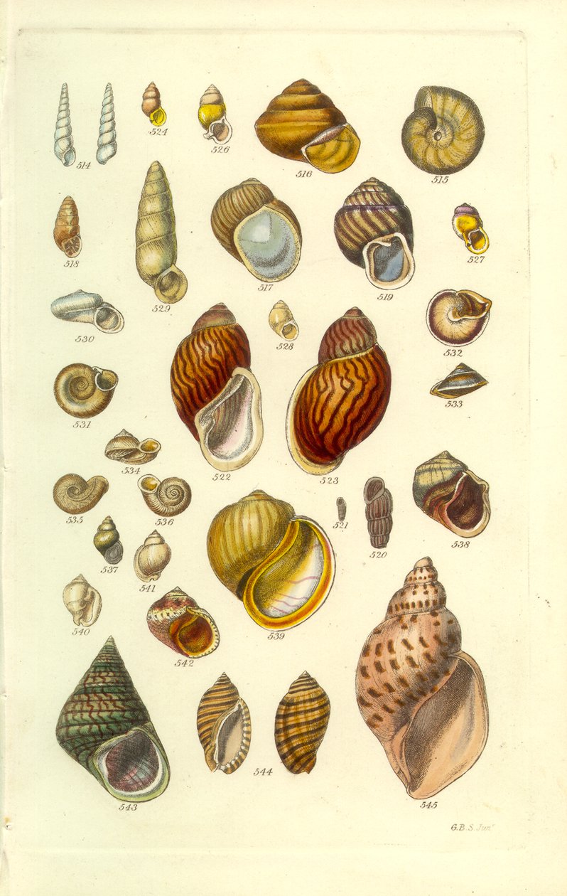 Manuale Conchologico Tavola 25. Conchiglie terrestri colorate da George B. Sowerby