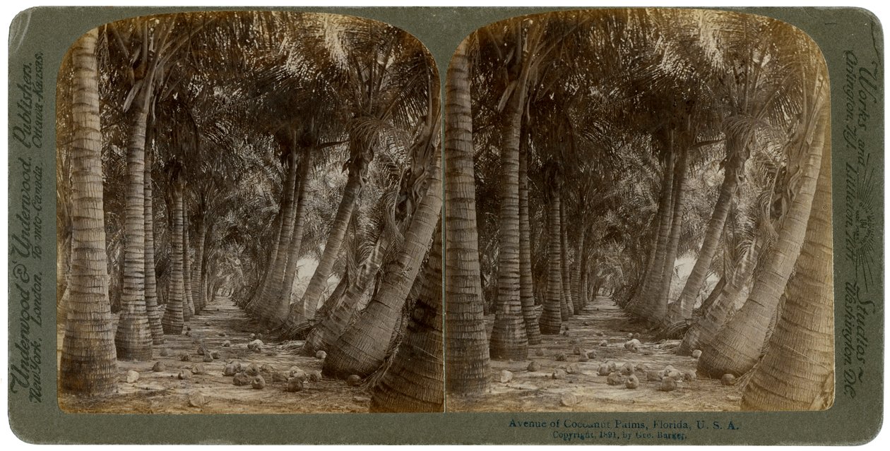 Viale di palme da cocco, Florida, USA, 1891 da George Barker