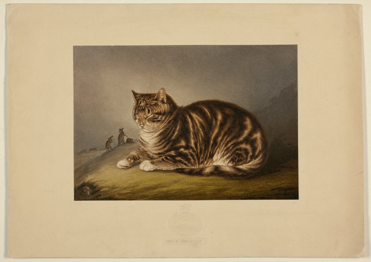 Gattino che sonnecchia da George Baxter