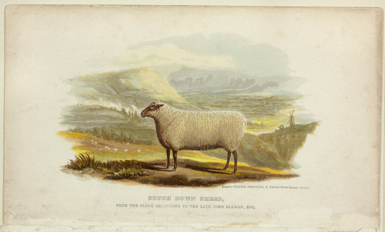 Pecore South Down da George Baxter