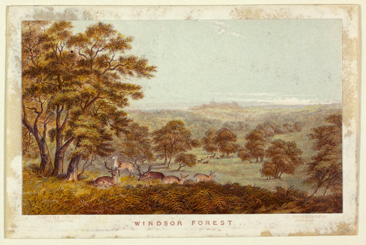 Foresta di Windsor - versione tascabile da George Baxter