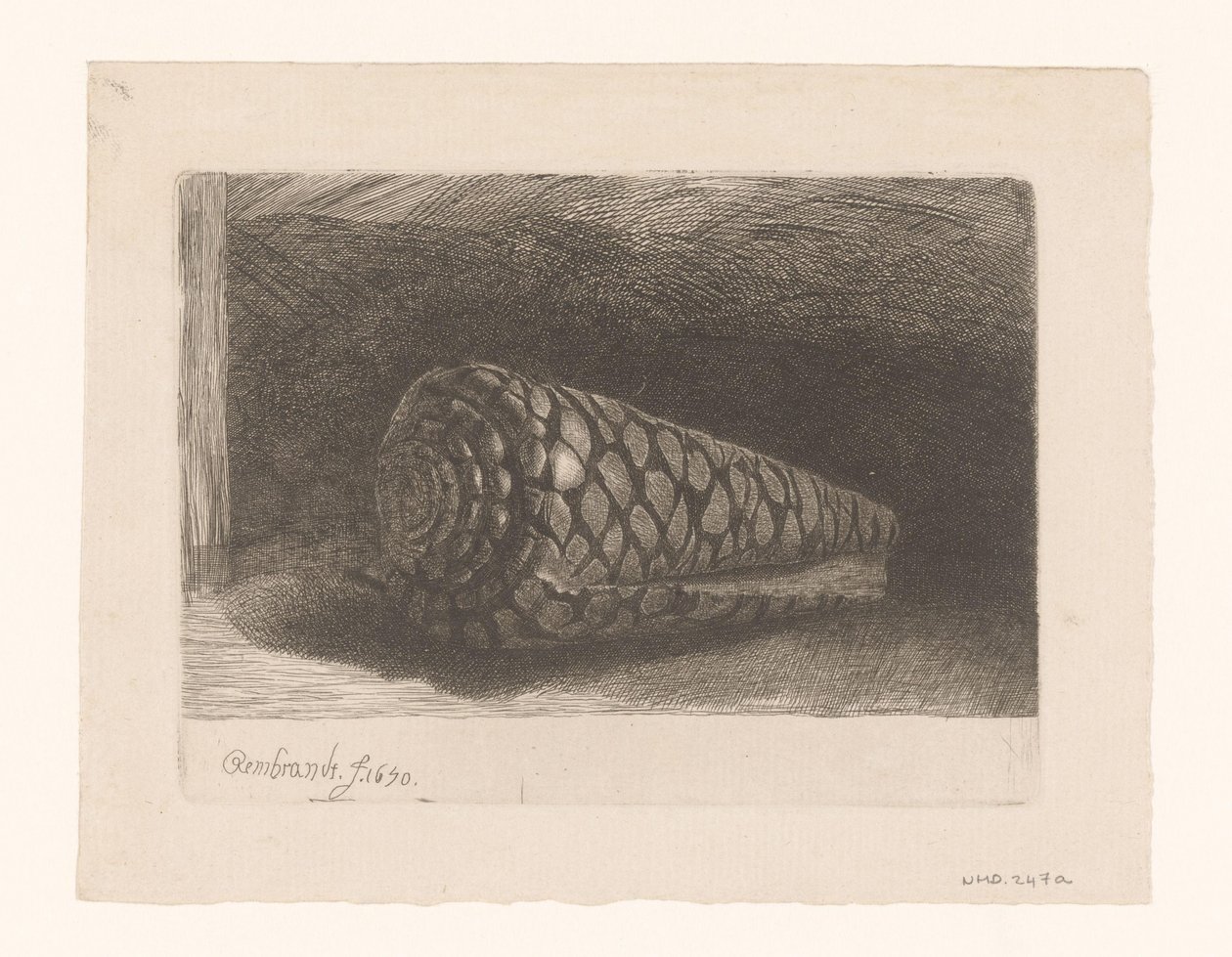 La conchiglia da George Bickham (II)
