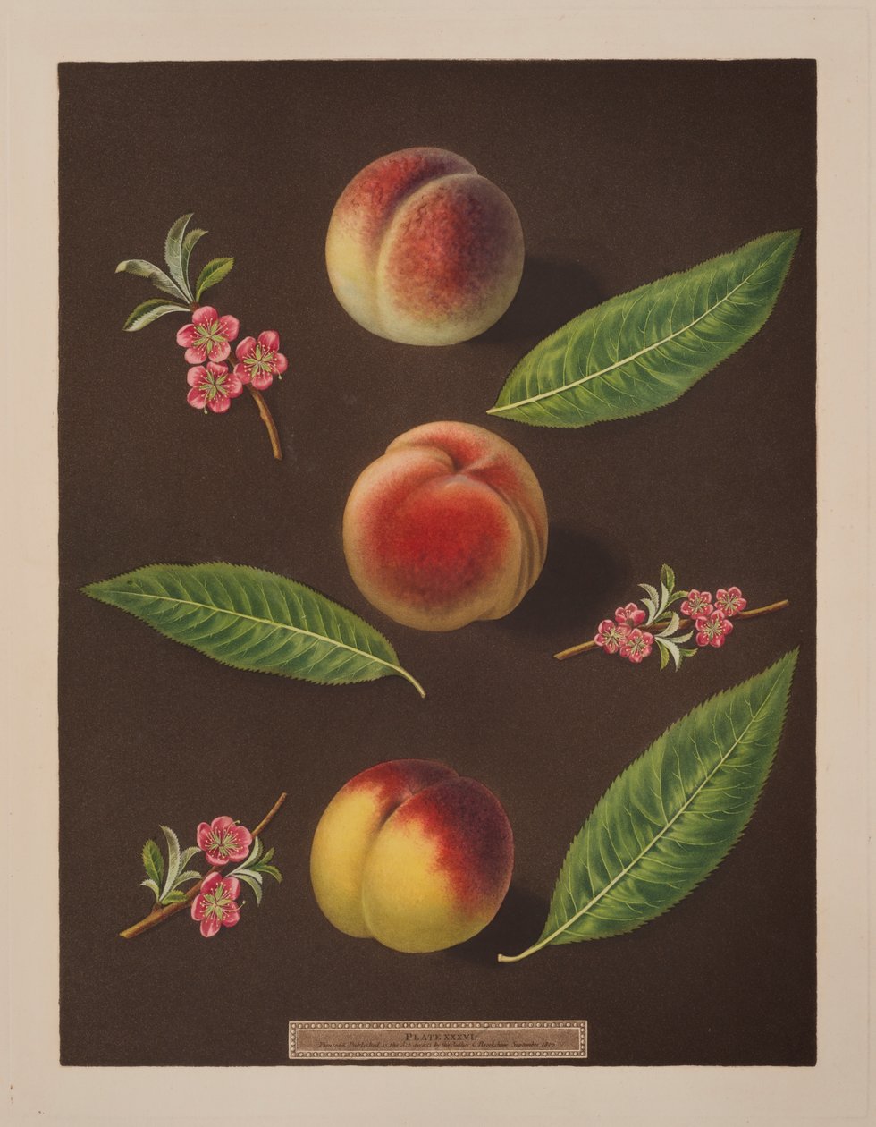 Cancelliere, Caterina e le pesche di Old Newington da George Brookshaw
