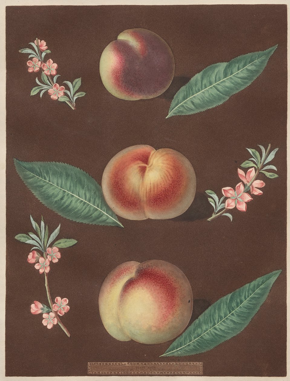 Pomona Britannica: No. 33 - Pesche da George Brookshaw