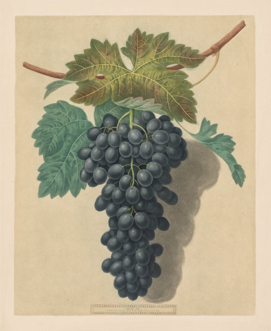 Pomona Britannica: No. 52 - Uva Black Prince da George Brookshaw
