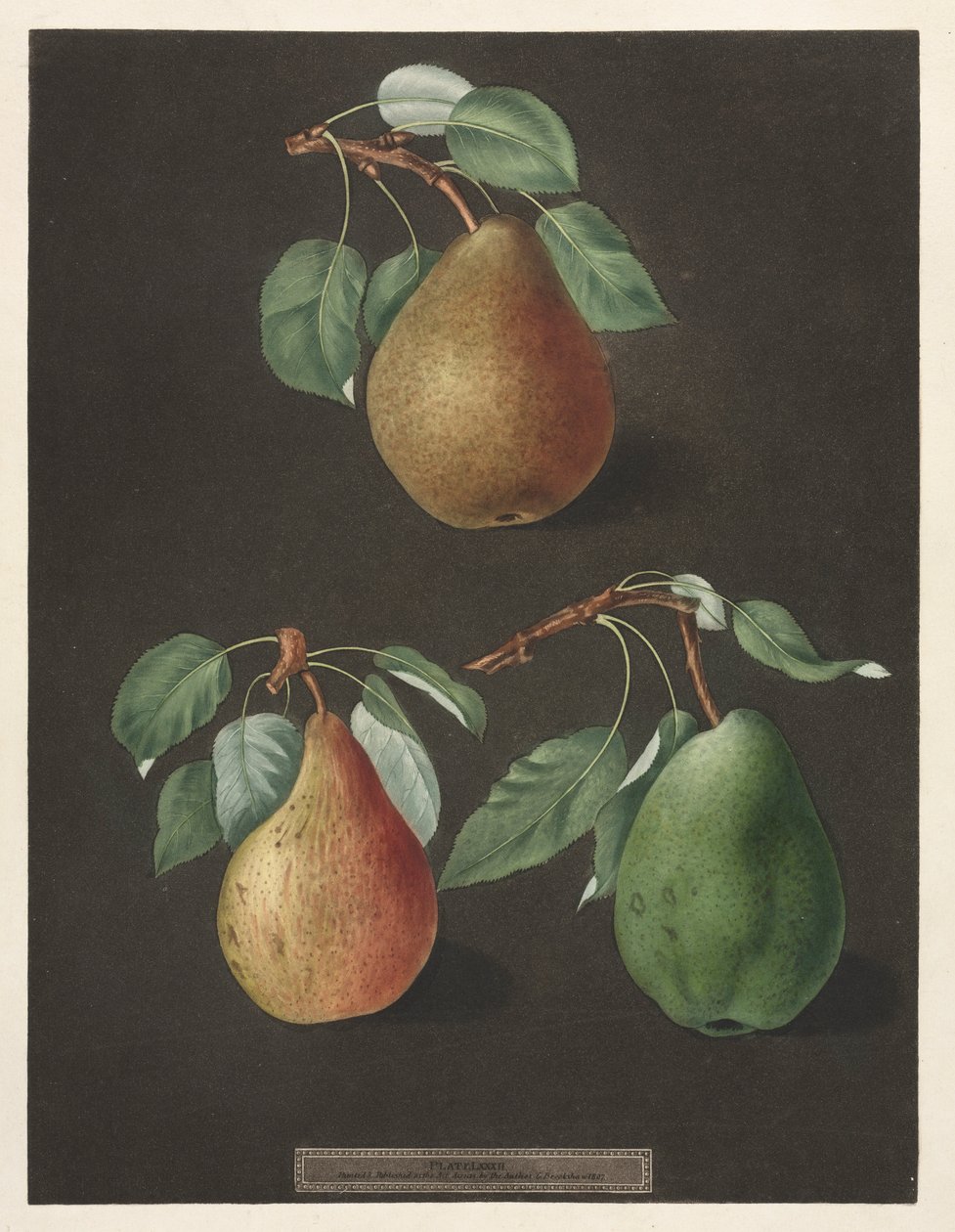 Pomona Britannica: No. 82 - Pere, 1807 da George Brookshaw